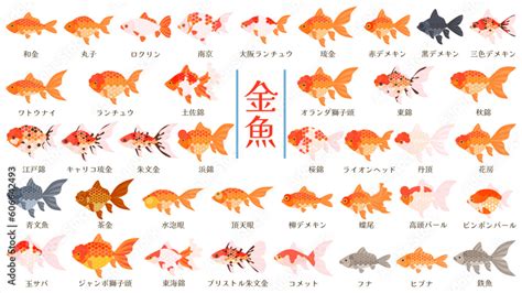 高級金魚種類|金魚の種類の一覧を紹介！どんな品種の魚がいるのか。